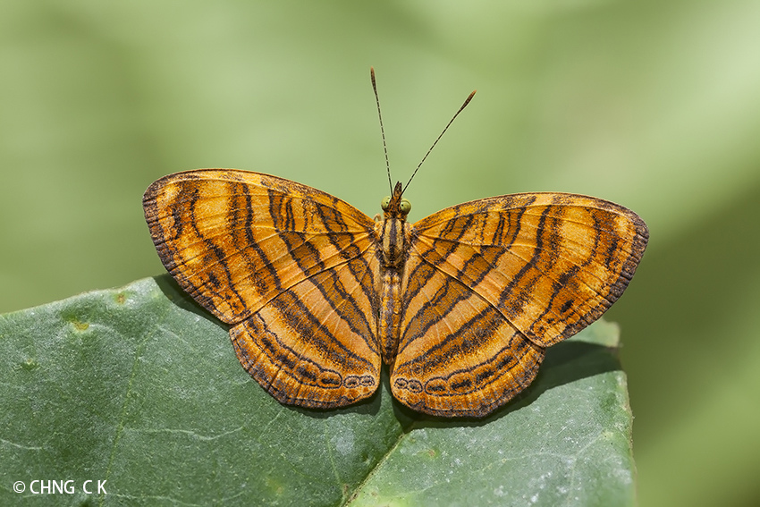 Butterflies of Singapore: Butterflies Galore! : Little Maplet