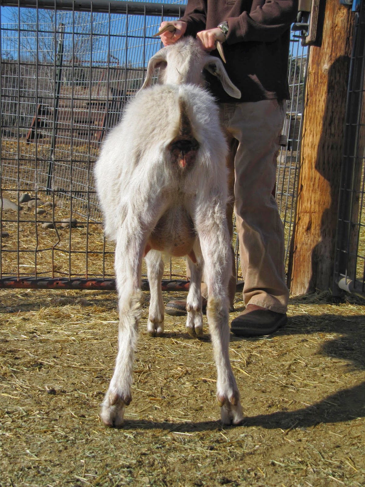 LIBERTY FARM CASHMERE GOATS CASHMERE GOATS FOR SALE
