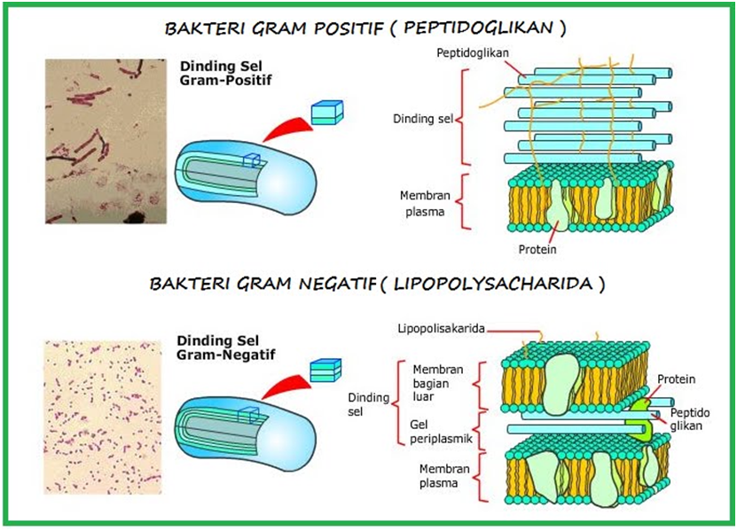 STRUKTUR DAN FUNGSI SEL PROKARIOTIK DAN EUKARIOTIK | Biologi Sel