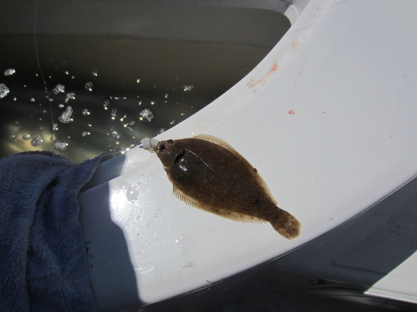 See What I See, From My Perspective Baby Halibut!!!