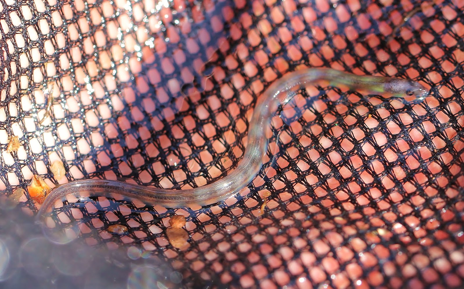 Nature on the Edge of New York City Baby Glass Eels in New York Harbor