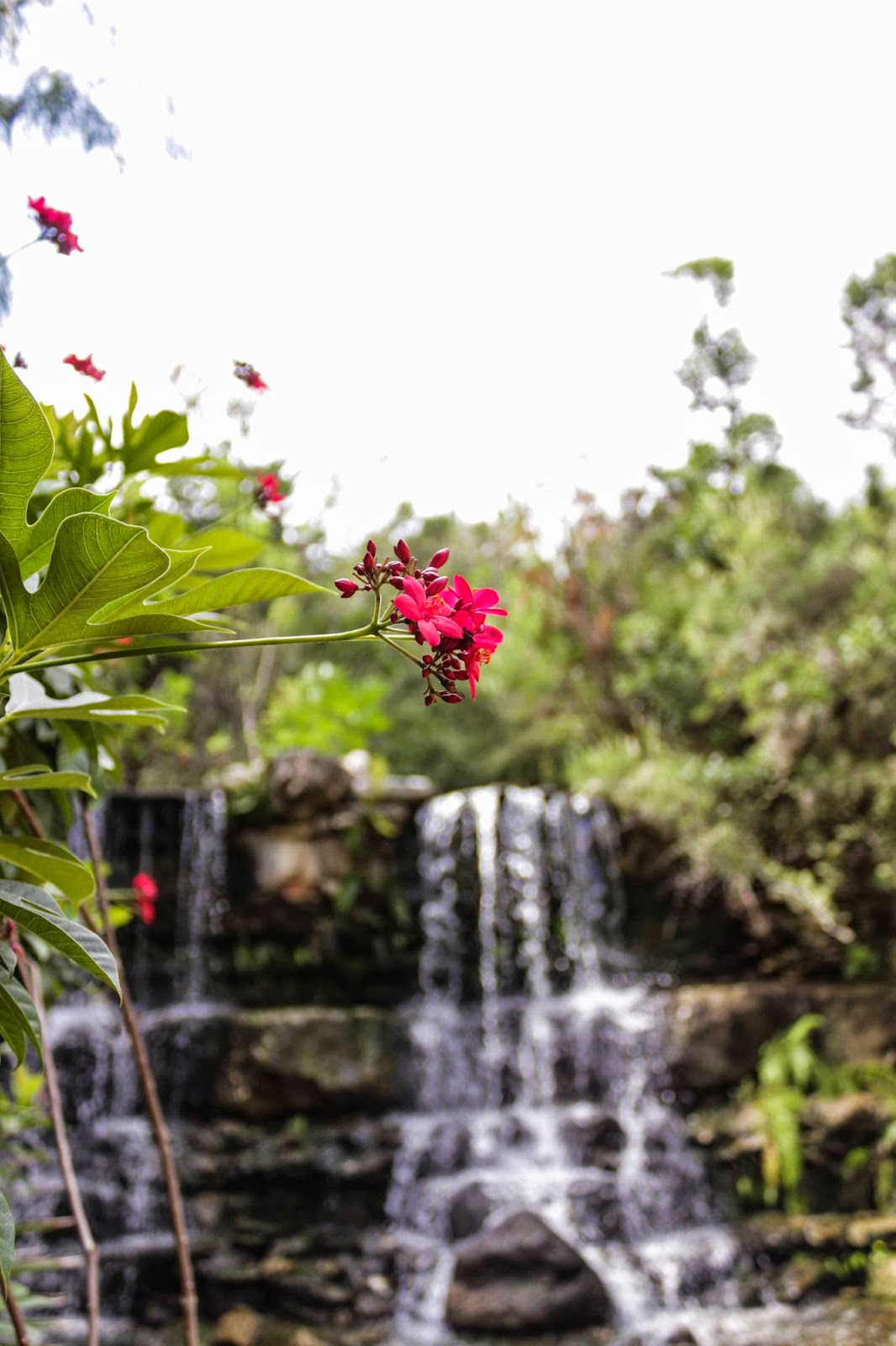 Zilker Botanical Garden - Austin Zilker Botanical Garden - Austin