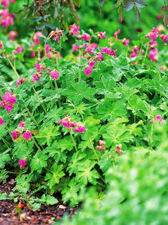 Grow a Garden! | Dreaming Gardens