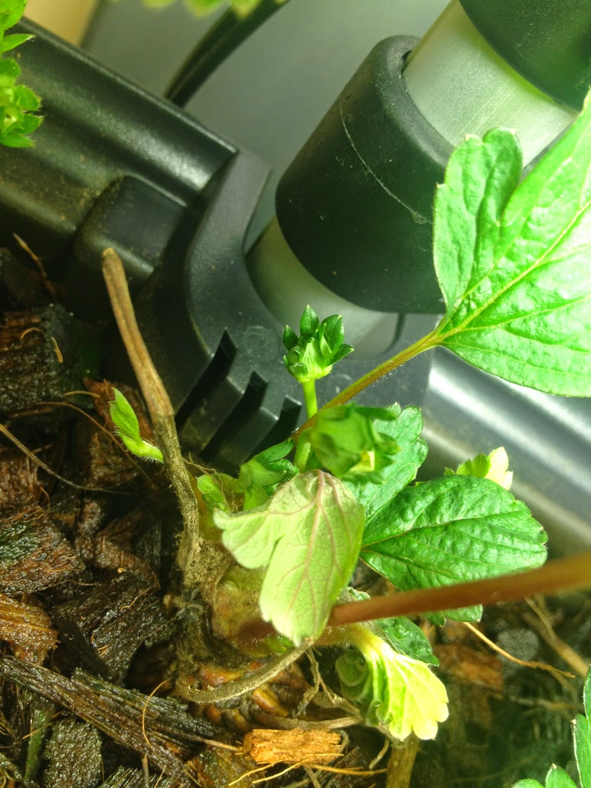 Niki Jabbour The Year Round Veggie Gardener Lebanese Kitchen