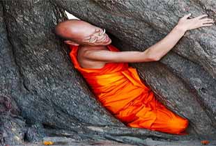 Budhdhist Monk Protests Atop a Tree Budhdhist Monk Protests Atop a Tree photo