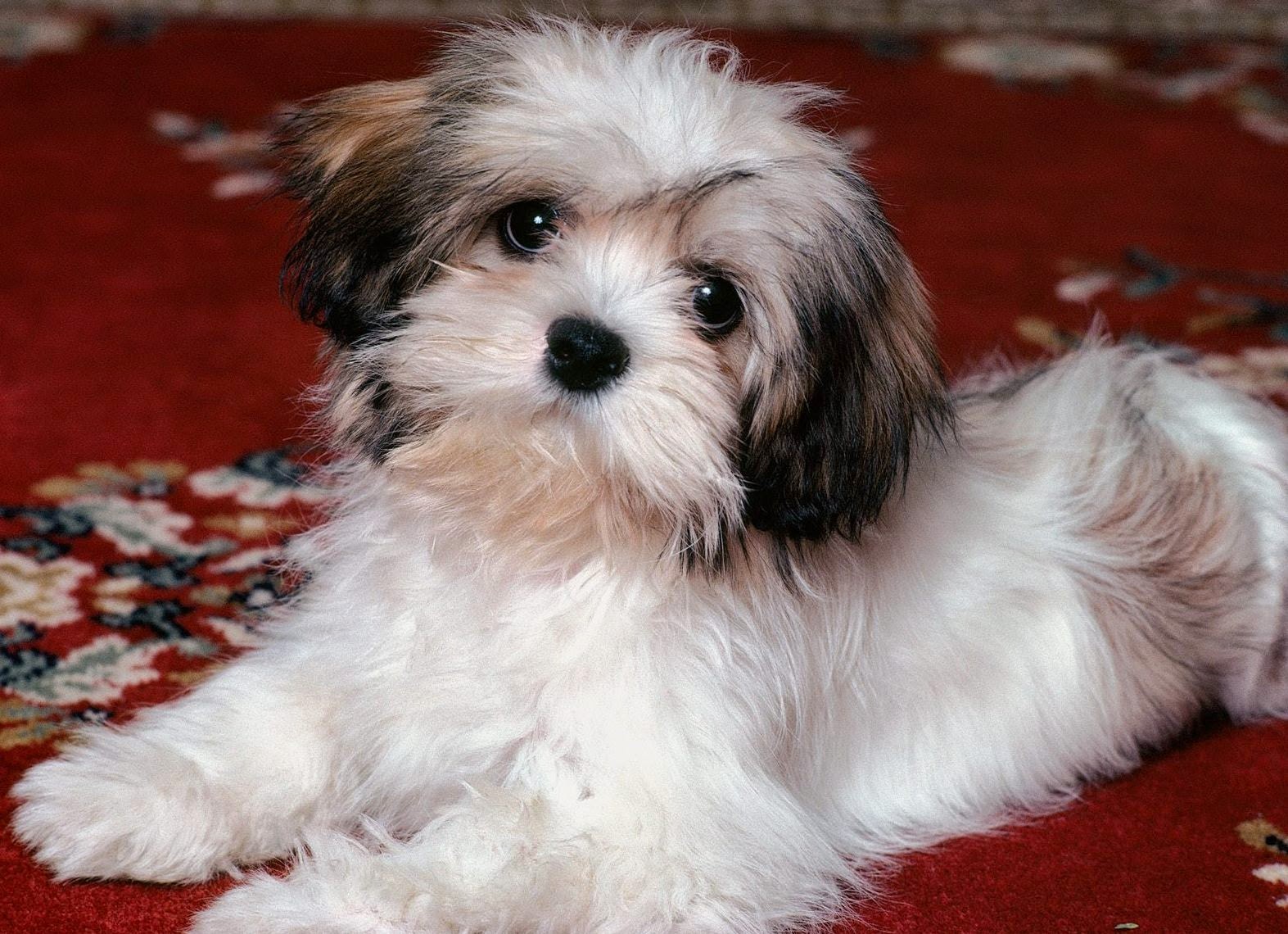 The Dog Breed Lhasa Apso Photos All