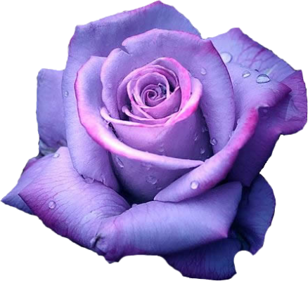 Rose Rose