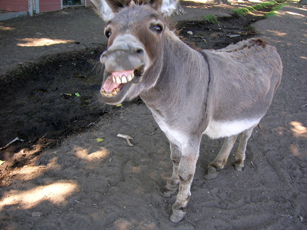 donkey office