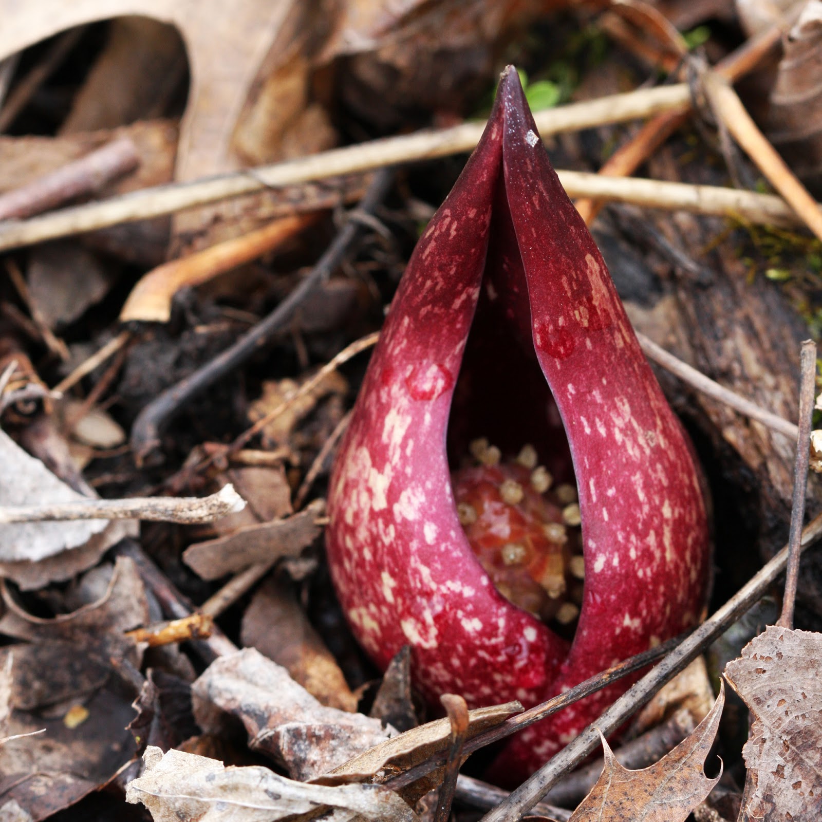 Illinois Natural History Survey: Skunk Cabbage - Symplocarpus foetidus