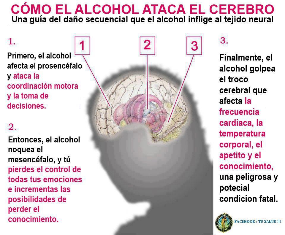 EL ALCOHOL EN EL CEREBRO