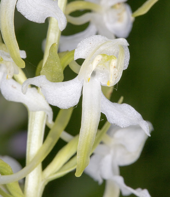 Flower of a Greater Butterfly-orchid, Plantathera chlorantha. Orchid Bank, High Elms Country Park, 11 June 2015. Flower of a Greater Butterfly-orchid, Plantathera chlorantha. Orchid Bank, High Elms Country Park, 11 June 2015.