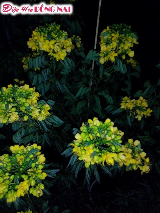 [Image: Hoa-tet-doc-la-len-con-sot-o-Sa-Dec-2.jpg]