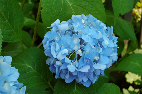 How To Keep Hydrangeas Alive Honey We Re Home