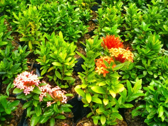 TANAMAN PAGAR, TANAMAN HIAS, POHON BAMBU, POHON UNTUK PAGAR RUMAH http://tukangtamanqu.blogspot.com/2014/11/tanaman-pagar-tanaman-hias-pohon-bambu.html