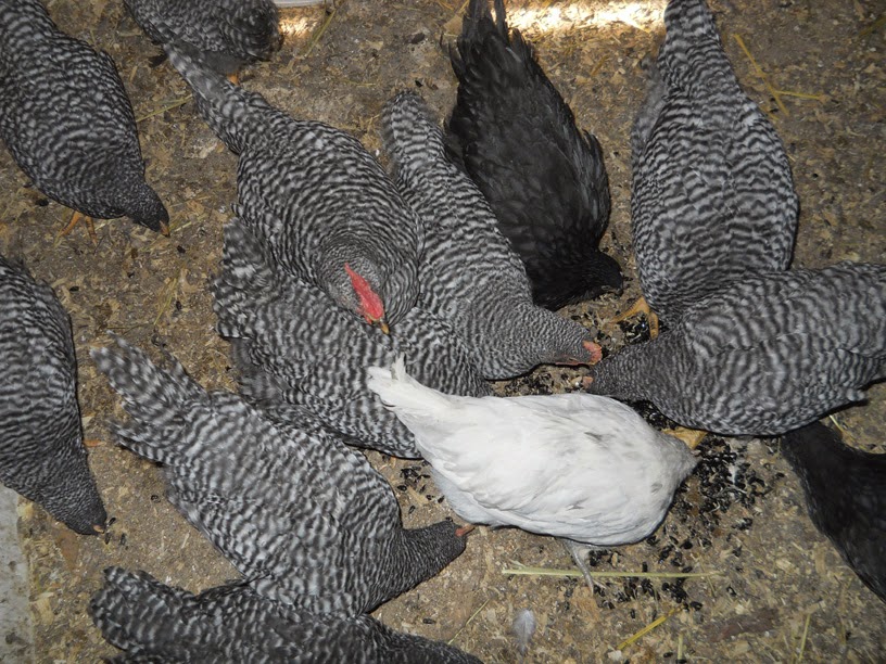 sprouting black sunflower seeds for chickens alisha s homesteading growing black sunflower seed sprouts for chickens sprouting black sunflower seeds for chickens alisha s homesteading growing black sunflower seed sprouts for chickens