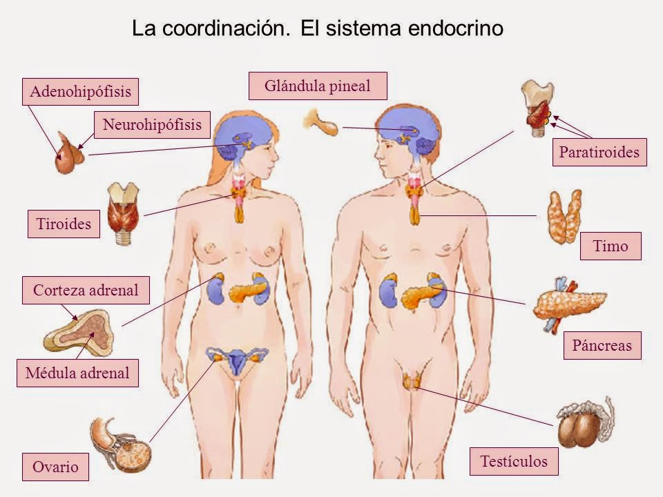 El embarazo al tratamiento de la psoriasis