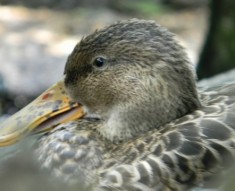 Serenity at the Aquarium, copyright 2011, Stephanie Maatta Smith image of female duck