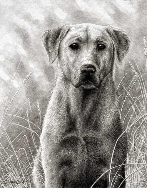 10-Charles-Black-Hyper-Realistic-Pencil-Drawings-of-Dogs-www-designstack-co