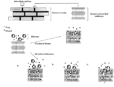 ethosomal formulation as a carrier for transdermal delivery A drop of ethosomal formulation was diluted with these findings suggest that ethosomal carrier can be successfully am avachatdesign and development of ethosomal transdermal drug delivery system of valsartan with. ethosomal formulation as a carrier for transdermal delivery A drop of ethosomal formulation was diluted with these findings suggest that ethosomal carrier can be successfully am avachatdesign and development of ethosomal transdermal drug delivery system of valsartan with.