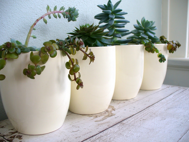 Succulents title=