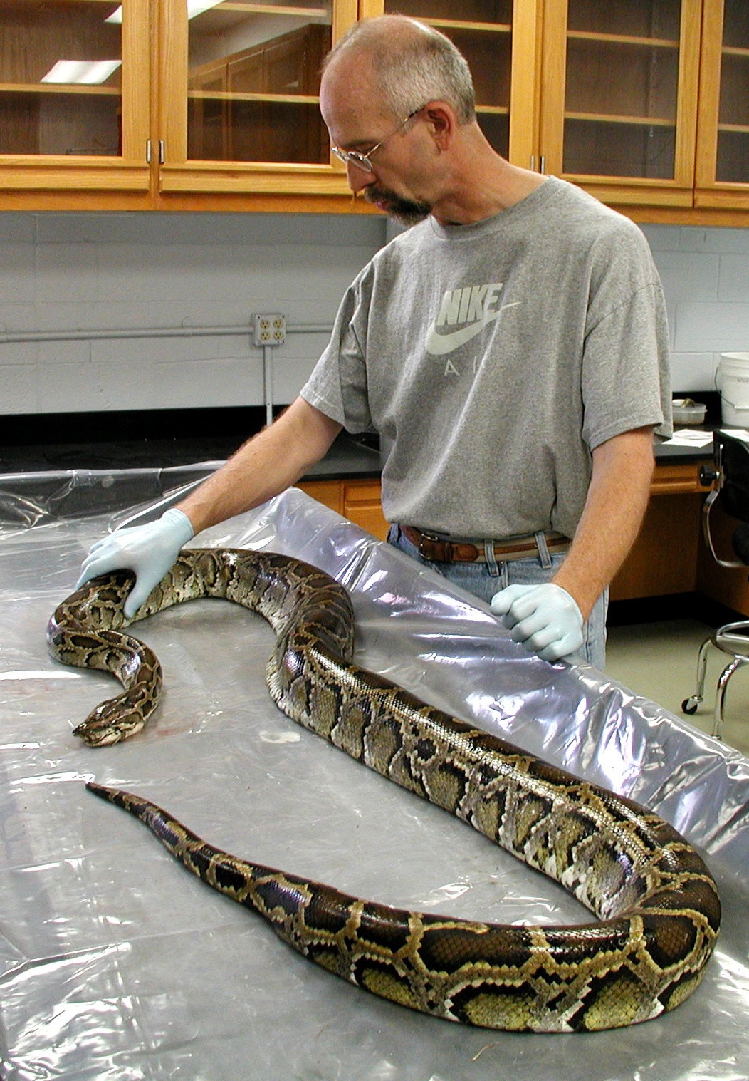 pics of pythons