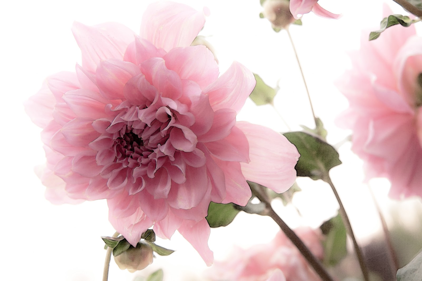 Wall Art Photos Shabby Chic Decor Art