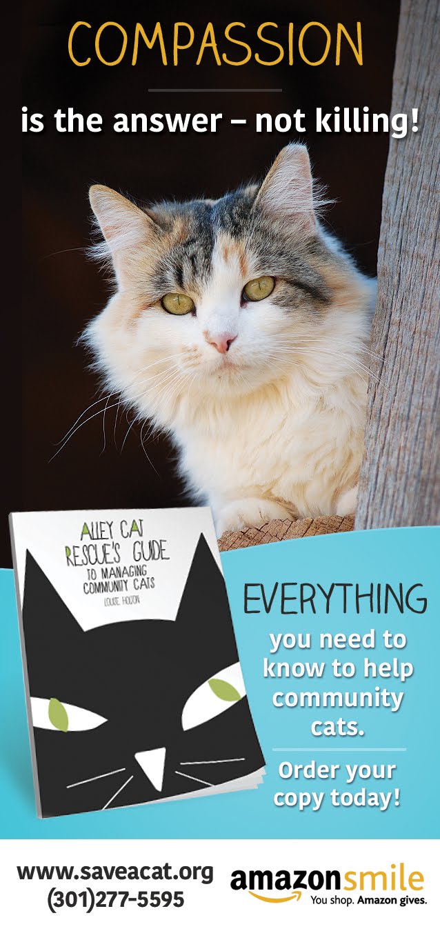 Petfinder Alley Cat Rescue Petfinder Alley Cat Rescue
