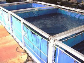 Prakarya Wadah Budi Daya Ikan