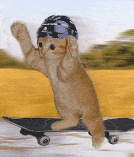 Gato andar de Skate