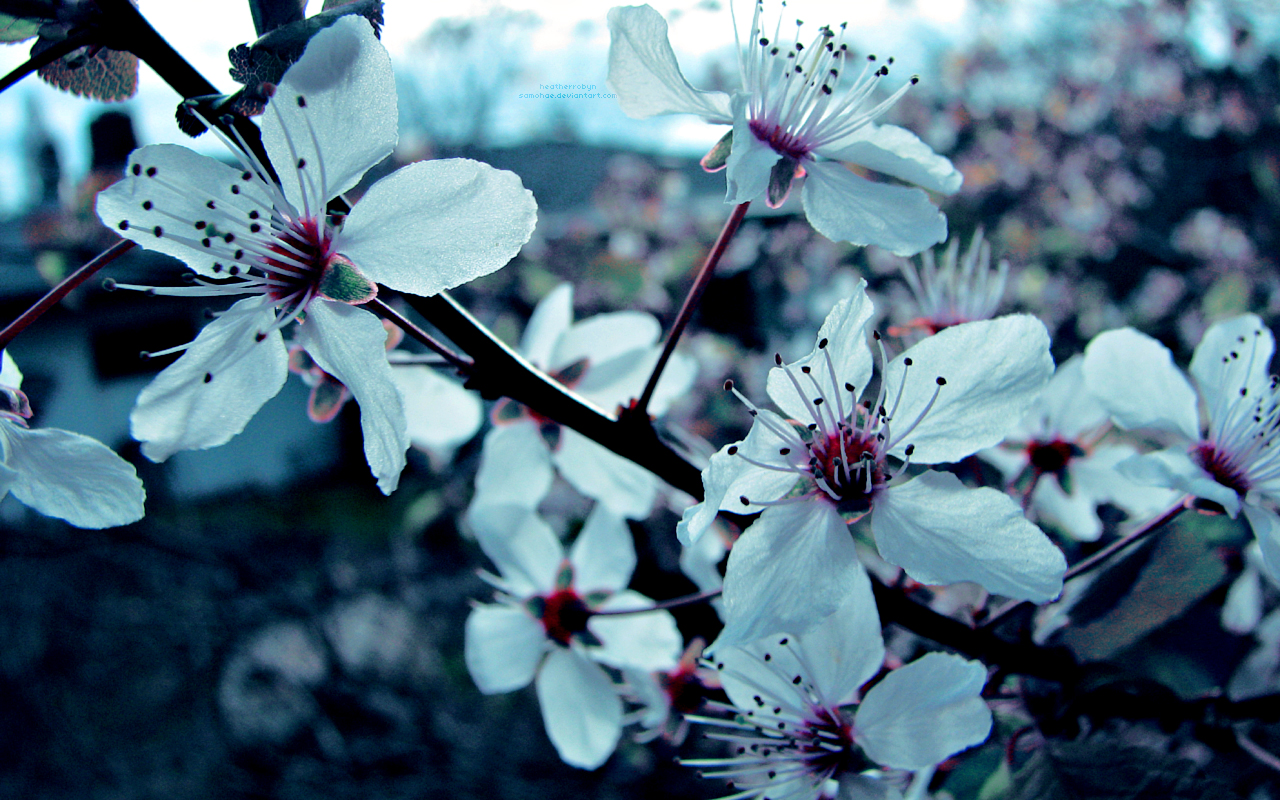 Unduh 900 Wallpaper Bunga Tulip Ungu Unduh 900 Wallpaper Bunga Tulip Ungu