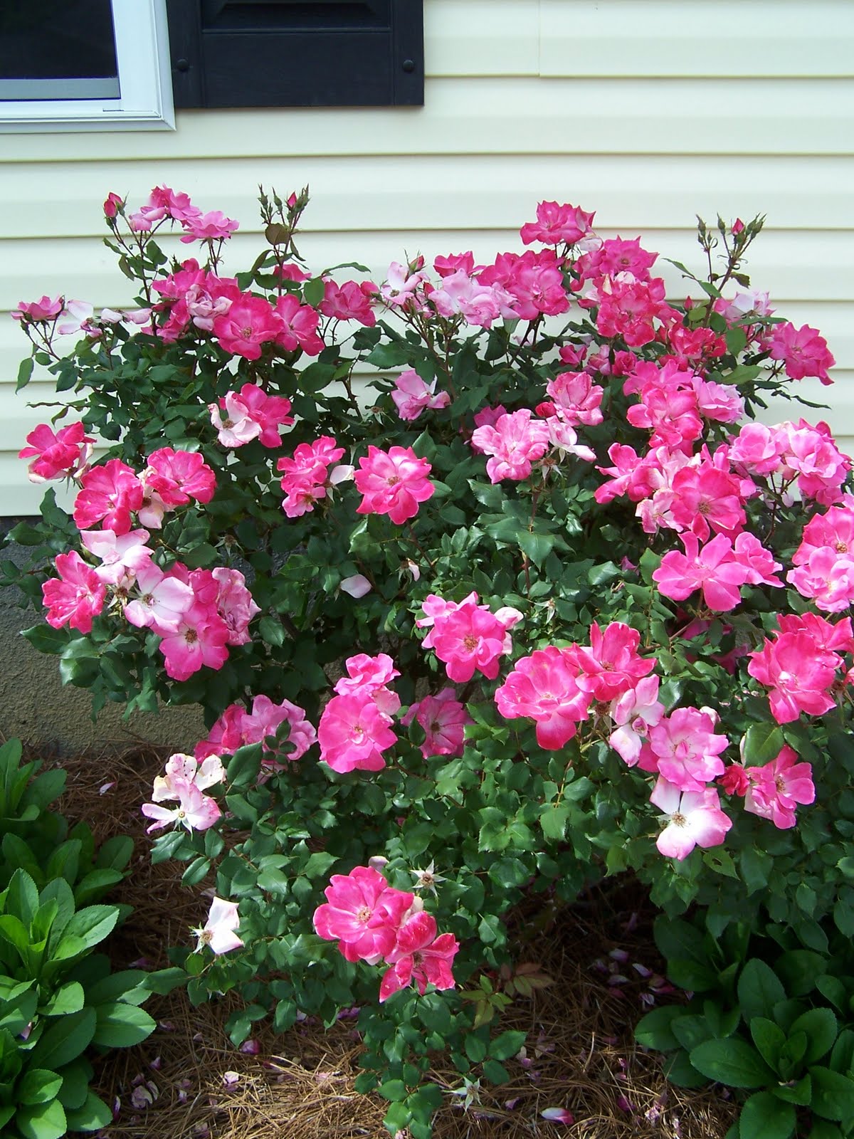 Henny Penny Rose Cottage Don't knock Knockout Roses!