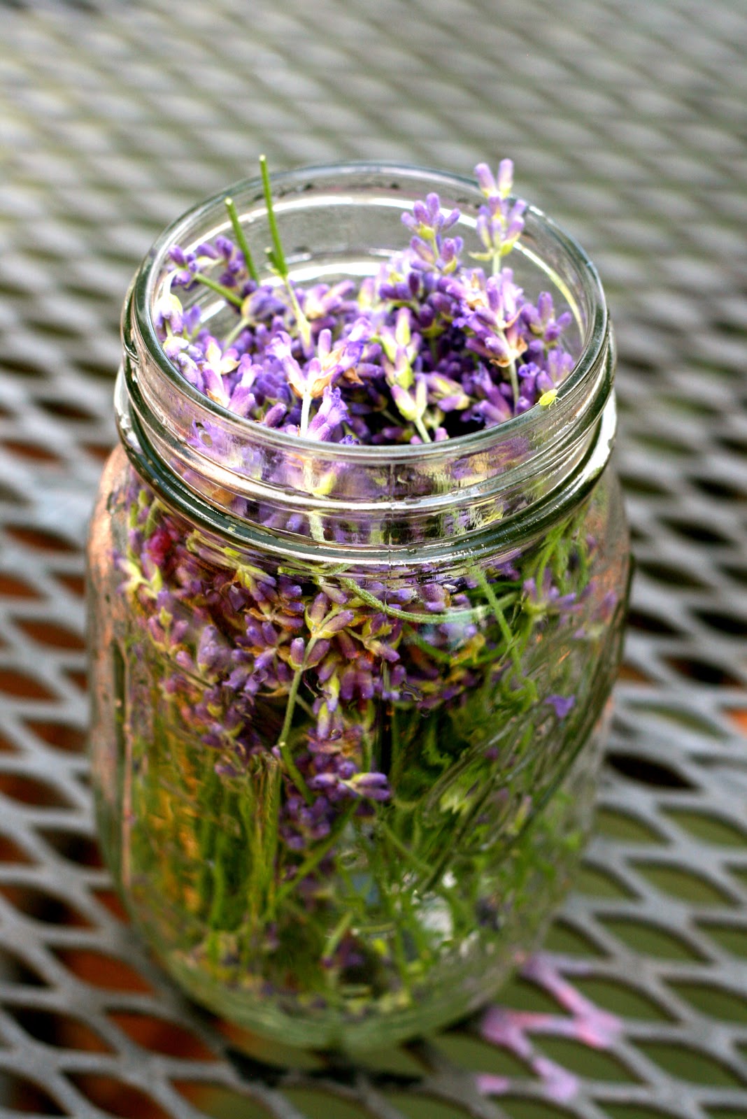 The Little Backyard Farm How to make lavender oil