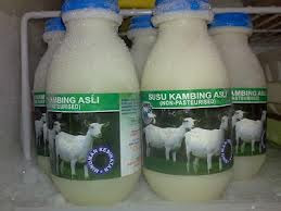 SUSU KAMBING SEGAR