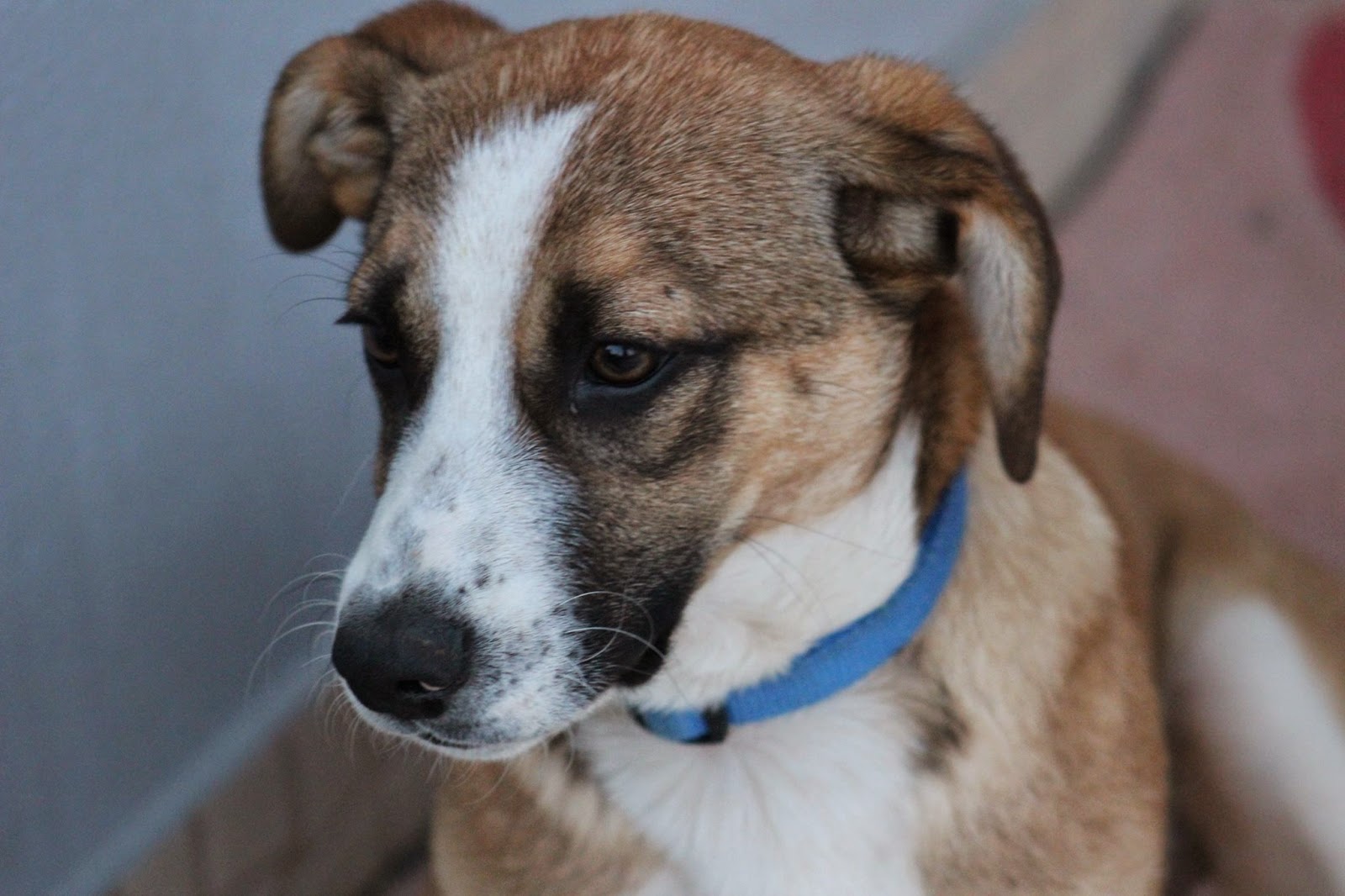 Hunde aus ZentralPortugal adoptieren Gino