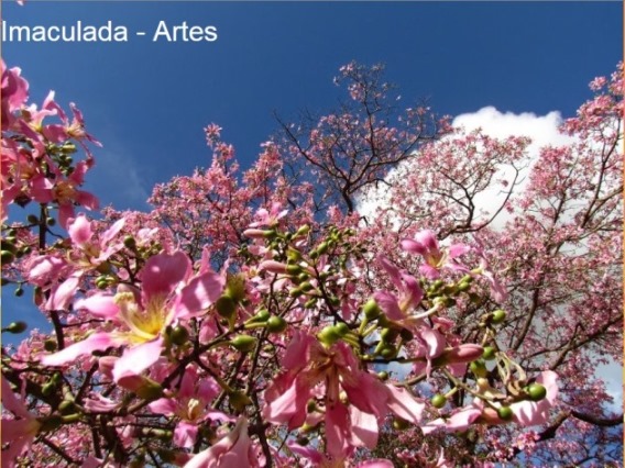 Imaculada - Artes