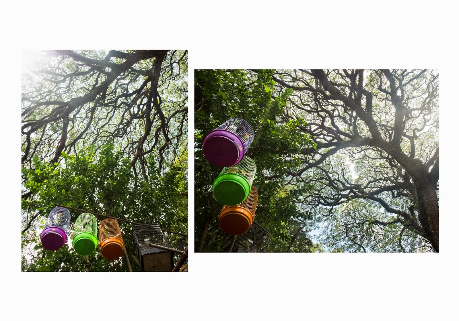 Garry Pictures News Photos Pasar Burung Splendid Kota Malang