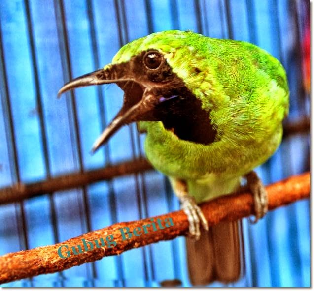 Burung Cucak Ijo