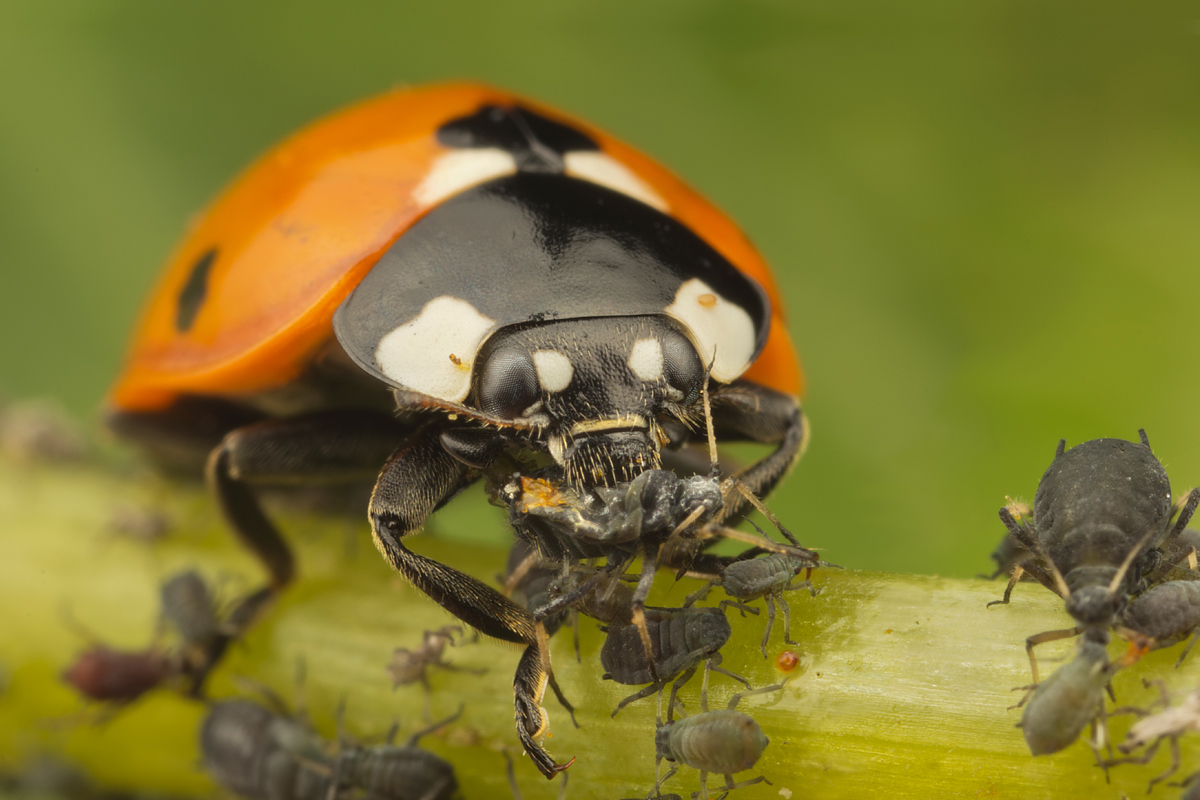 what do ladybugs eat besides aphids