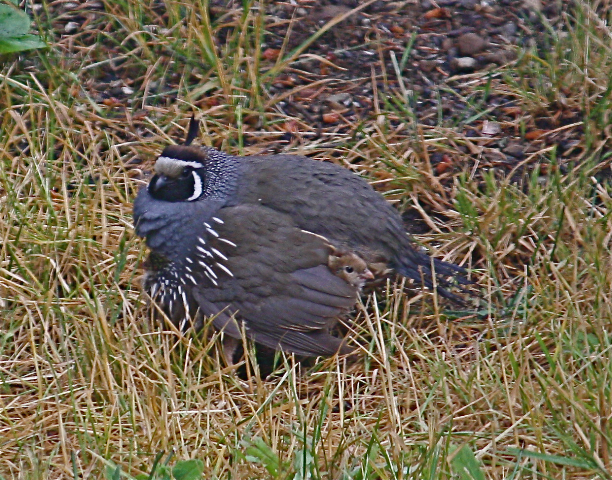Gabriola Bird Blog: Tawny's California Quail
