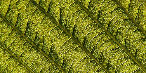 15+ Free Leaf Green Brown Textures Download