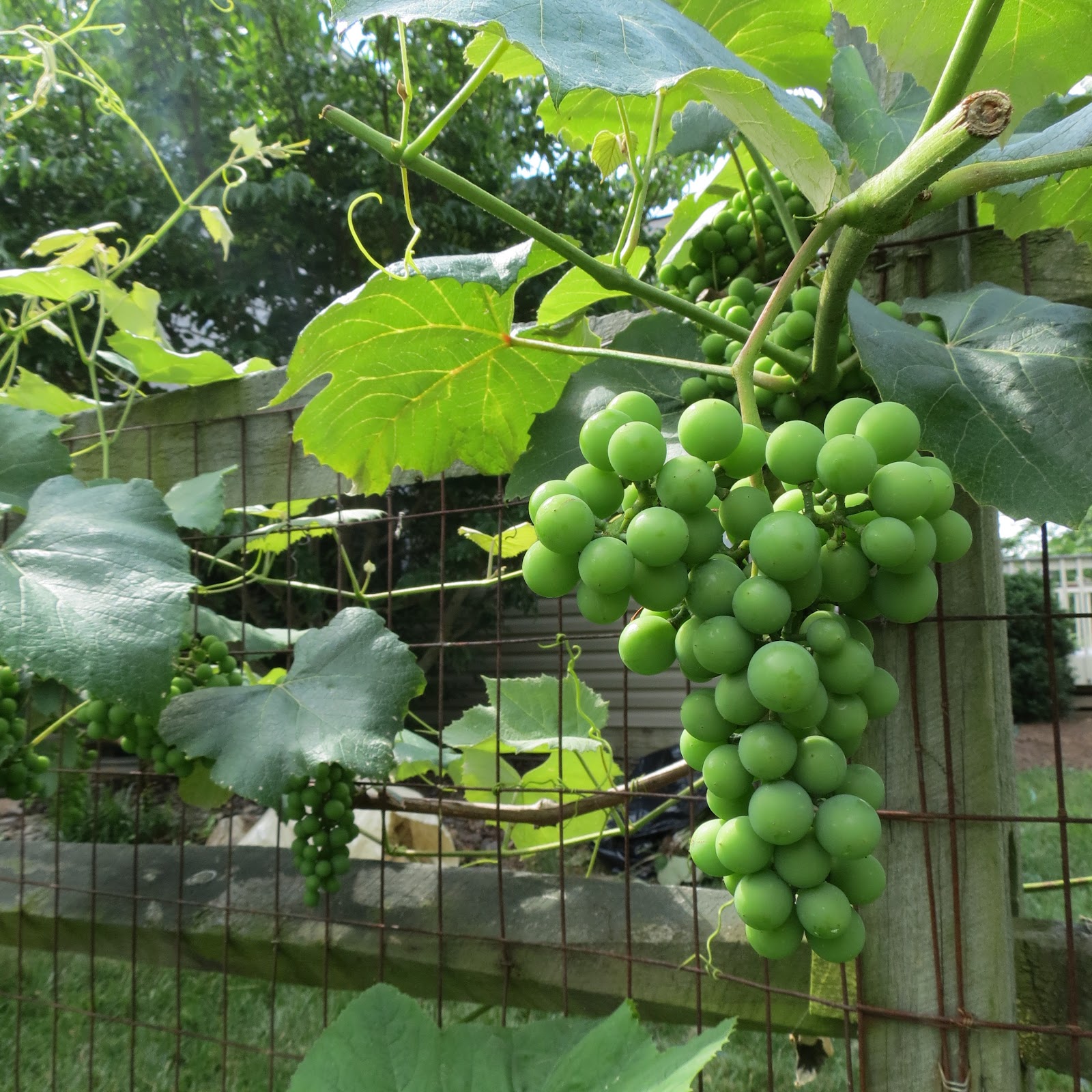 The Rusted Vegetable Garden