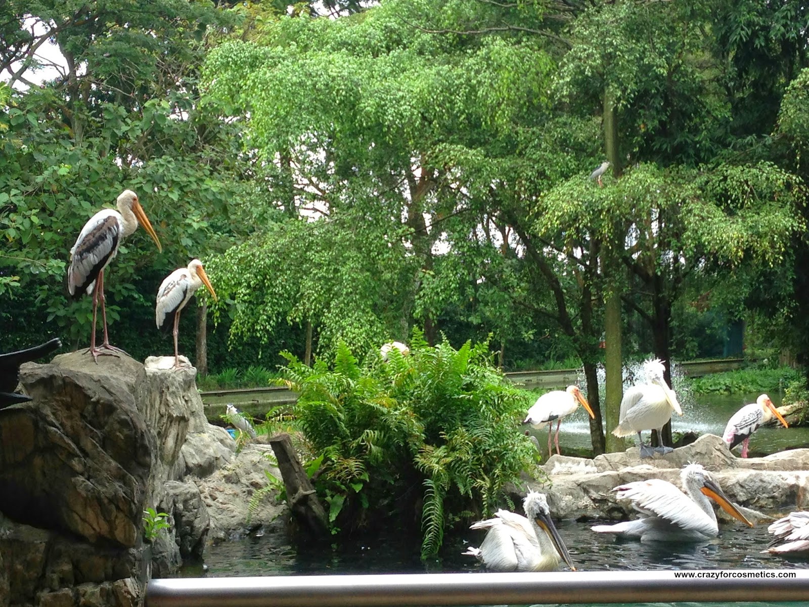 Jurong Bird Park- Jurong Bird Park tickets- jurong bird park timings- jurong bird park review- jurong bird park in Singapore- jurong bird park nearest mrt- jurong bird park shows- Travel- Singapore