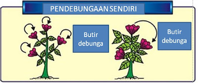 Pendebungaan Sendiri