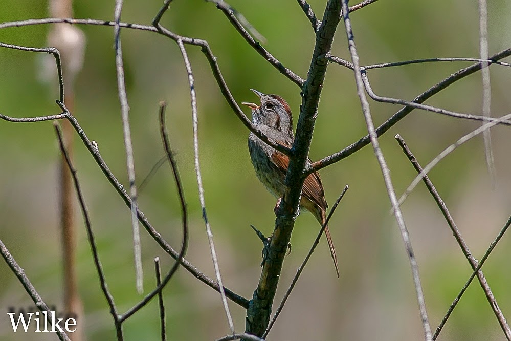 Swamp Sparrow at Grobschmidt Park Swamp Sparrow at Grobschmidt Park