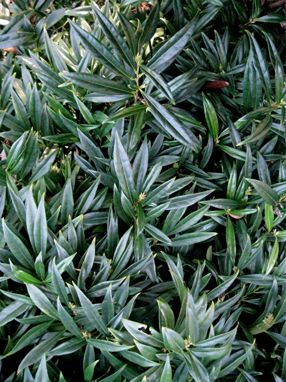 The Garden Intern Sarcococca Confusa