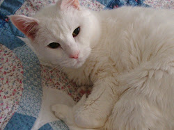 My sweet kitty "Sugar"