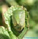 cultivo de hortalizas cultivo de hortalizas