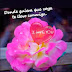 Imágenes de amor - Imágenes de San Valentín - Preciosa Flor Rosada con Frase de amor 
