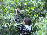 Israel Lêdo colhendo café com a mamãe Samantha Lêdo,...........que indo...