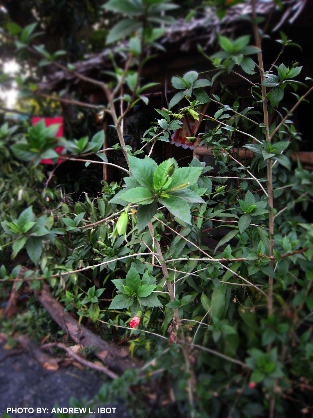 halamang ornamental